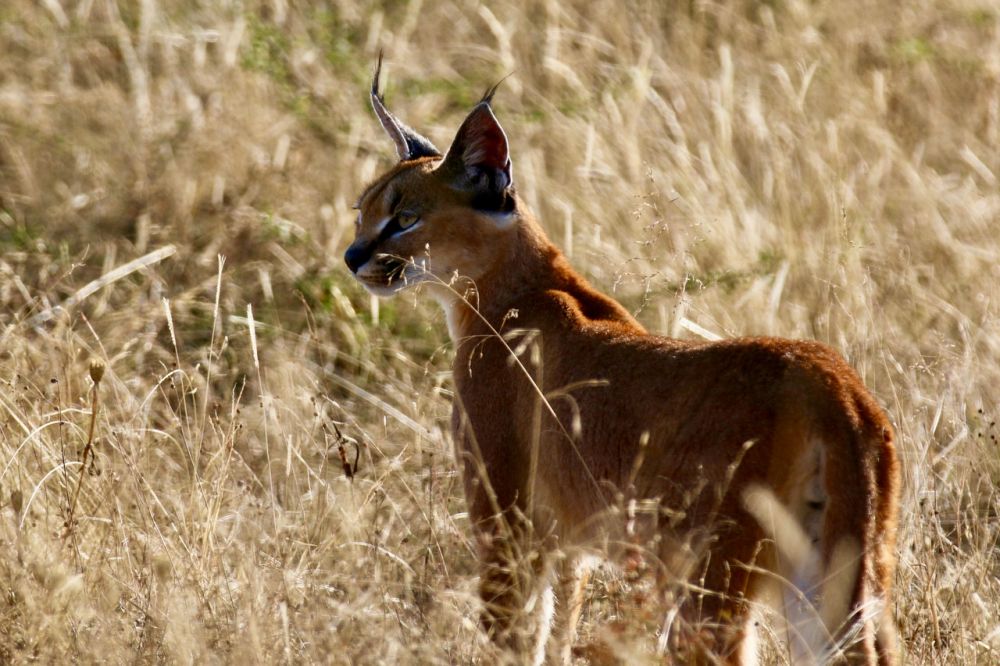 Gato selvagem caracal. #caracal #pets #animaisnotiktok #curiosidadeani