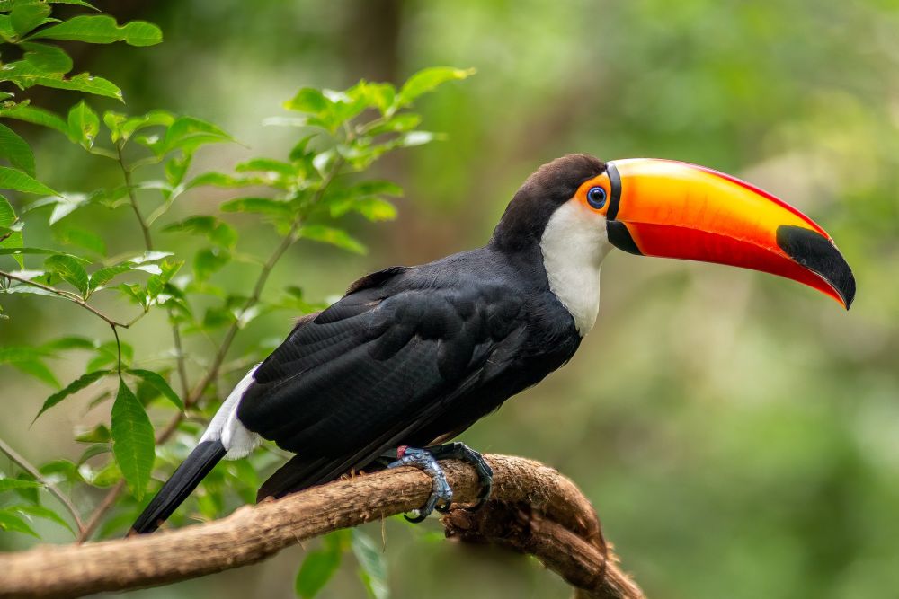 100 Burung dengan Warna Tercantik di Dunia - Toco Toucan