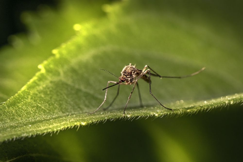 12 Fakta Menarik tentang Nyamuk yang Mungkin Belum Kamu Tahu