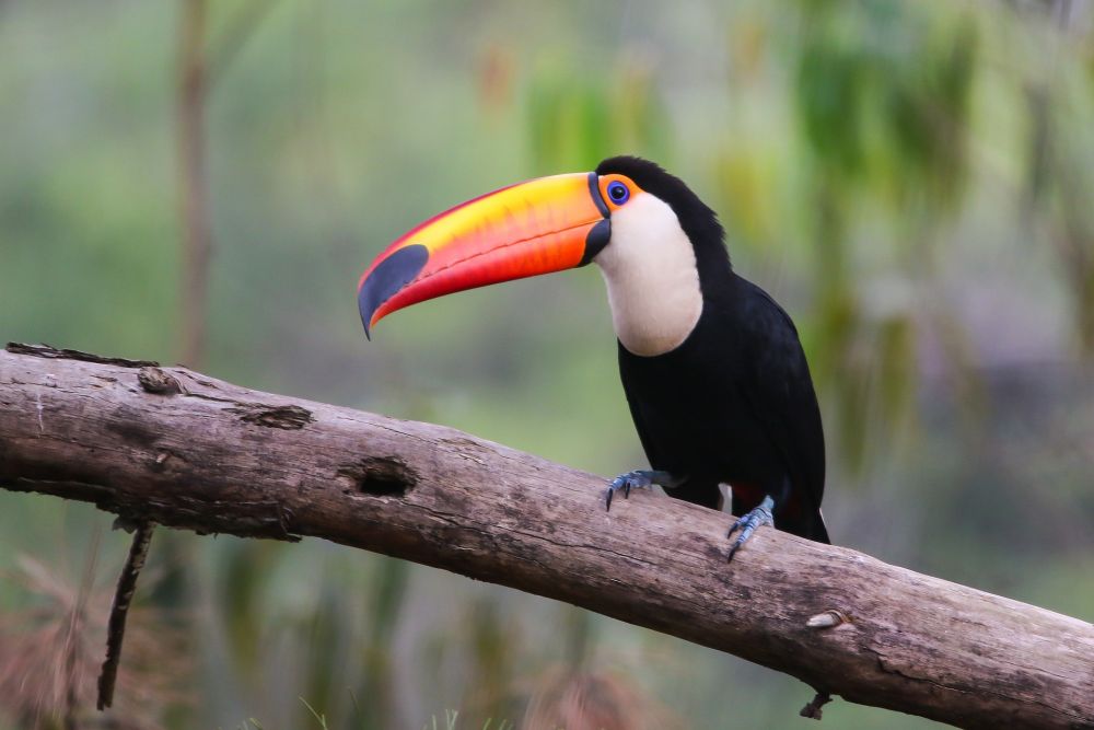 5 Fakta Tentang Burung Toco Toucan, Burung Dengan Paruh Paling Unik