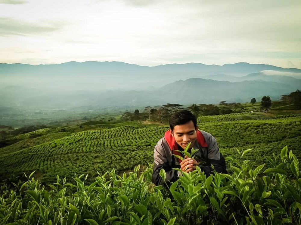 6 Potret Keindahan Kebun Teh Pagaralam di Kaki Gunung Dempo Sumsel