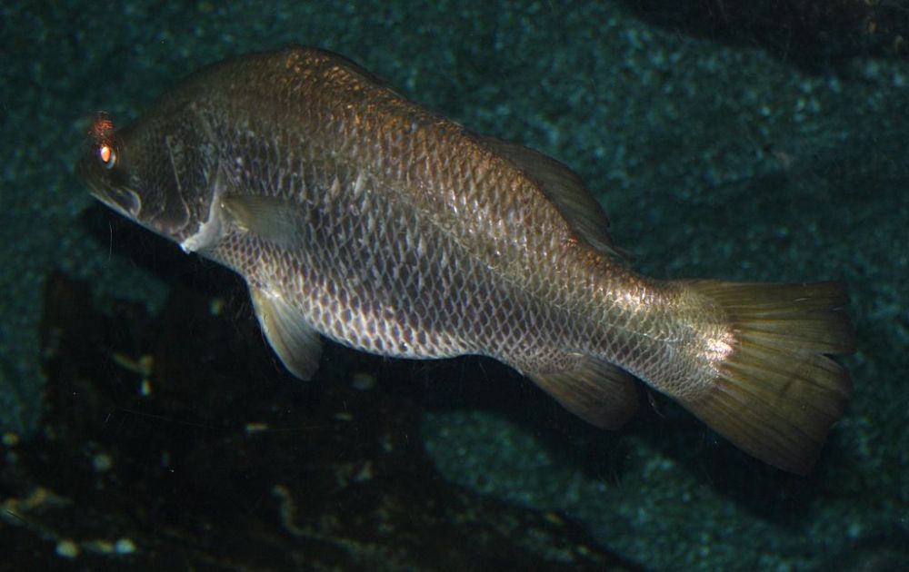 5 Fakta Barramundi, Ikan yang Penting untuk Dunia Kesehatan dan Mode