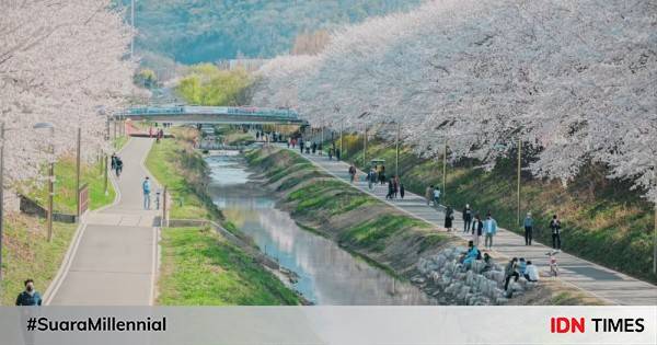 Tempat Untuk Menikmati Bunga Sakura Di Seoul