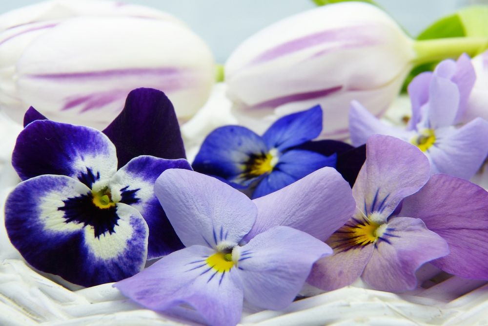 5 Tips Bikin Puding Edible Flower, Bisa Pakai Bunga atau Buah 