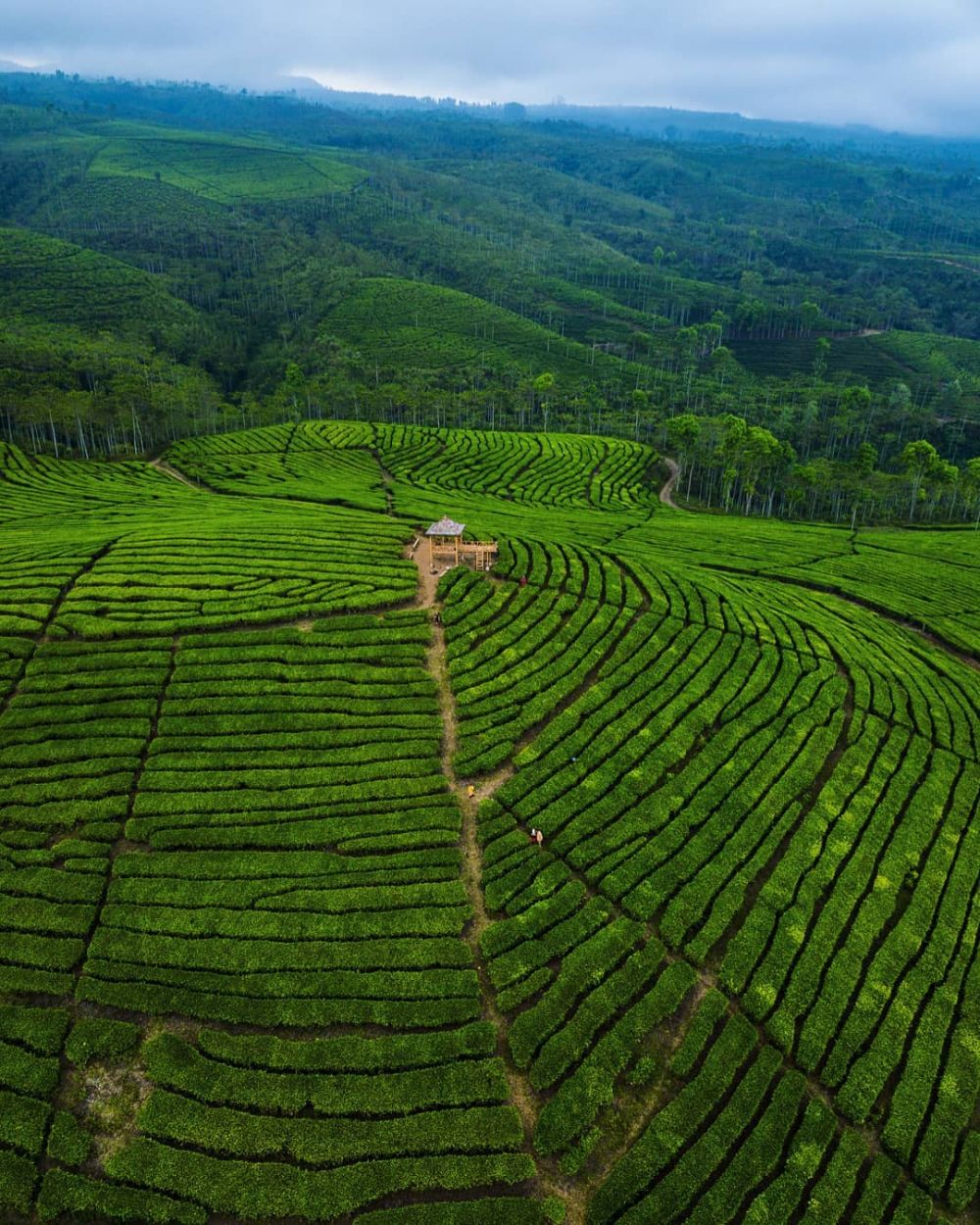 10 Pesona Kebun Teh Kertowono di Lumajang