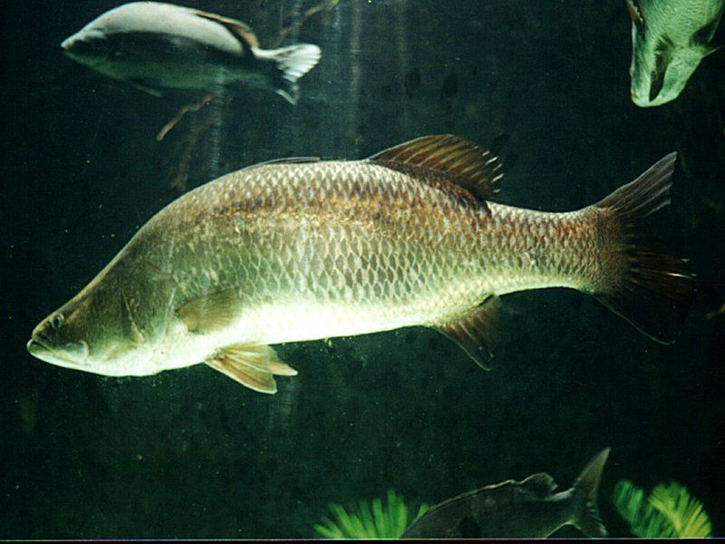 5 Fakta Barramundi, Ikan yang Penting untuk Dunia Kesehatan dan Mode