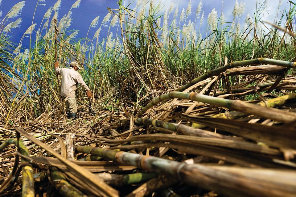 Diharapkan Petani, Pengoperasian Pabrik Gula di Subang Diundur Setahun