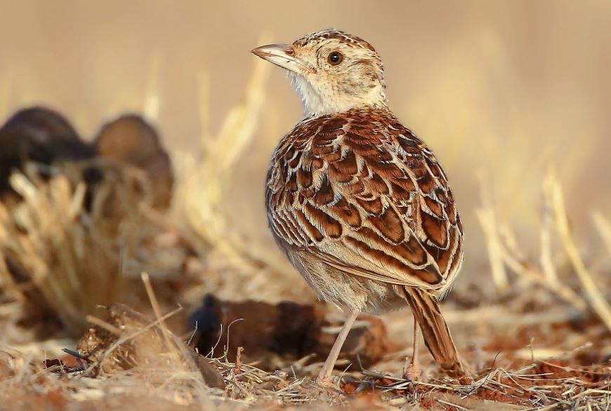 Burung Langka Cantik Dan Eksotis Yang Berasal Dari Afrika