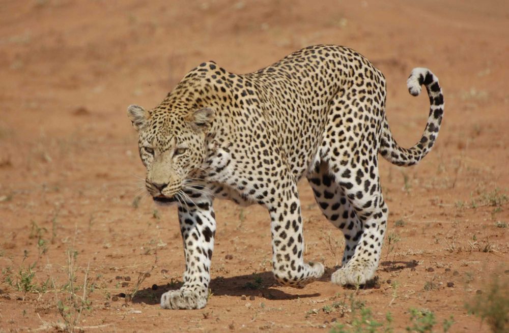 Macan Tutul Menebar Teror, Waktunya Menjaga Pakan Alami di Gunung Lawu