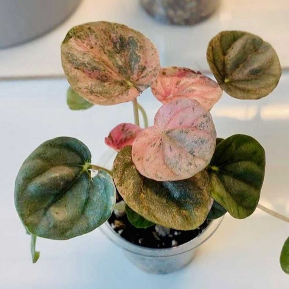 12 Mini-Sized Indoor Ornamental Plants, Suitable for Small Rooms