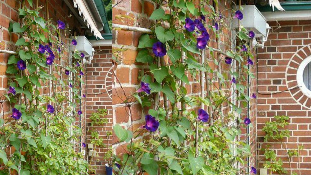 9 DIY Trellis that Beautify the Terrace, Make the Home More Aesthetic