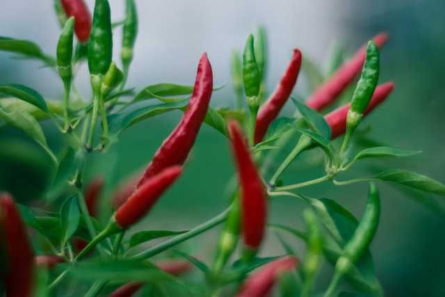 9 Sayuran Berwarna Merah Bisa Ditanam di Pekarangan Rumah