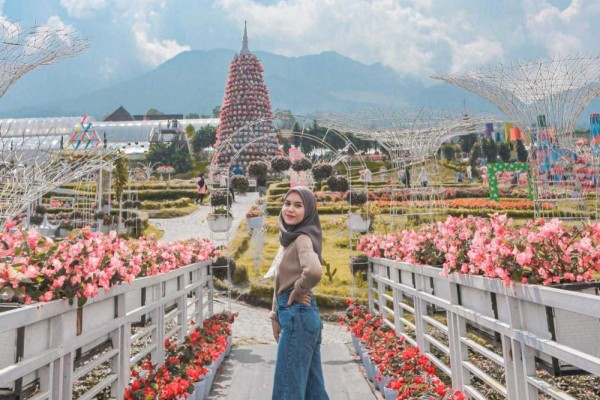 Gambar ilustrasi taman bunga celosia bandungan semarang dalam keindahan alam di taman bunga celosia bandungan semarang