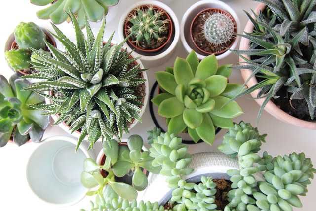 12 Mini-Sized Indoor Ornamental Plants, Suitable for Small Rooms