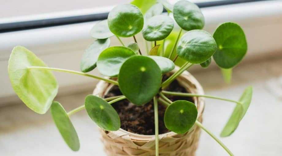 12 Mini-Sized Indoor Ornamental Plants, Suitable for Small Rooms