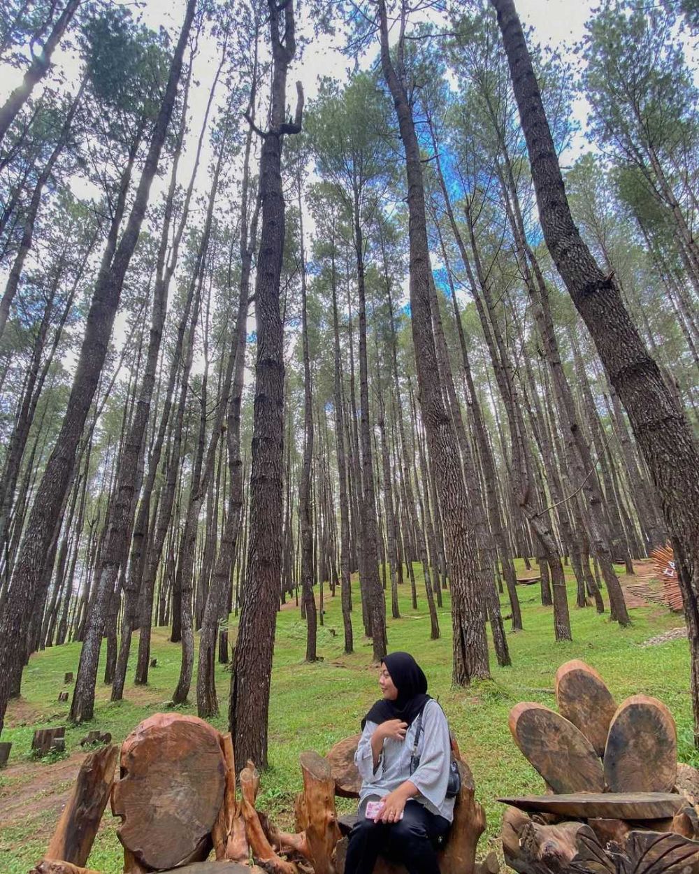 Pesona Hutan Pinus Bulu Tanah 5093