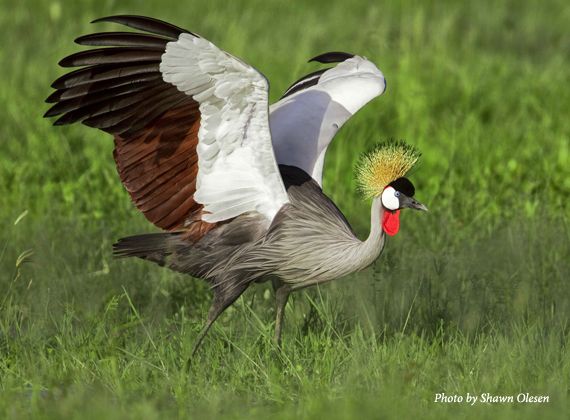 Burung Langka Cantik Dan Eksotis Yang Berasal Dari Afrika