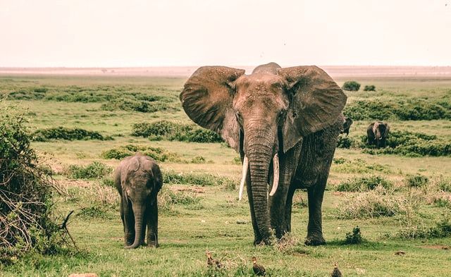 5 Hewan Terbesar yang Hidup di Benua Afrika, Buas dan Berbahaya