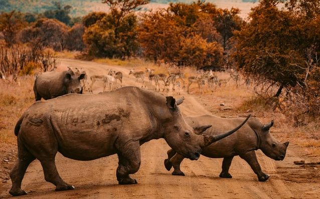 5 Hewan Terbesar yang Hidup di Benua Afrika, Buas dan Berbahaya