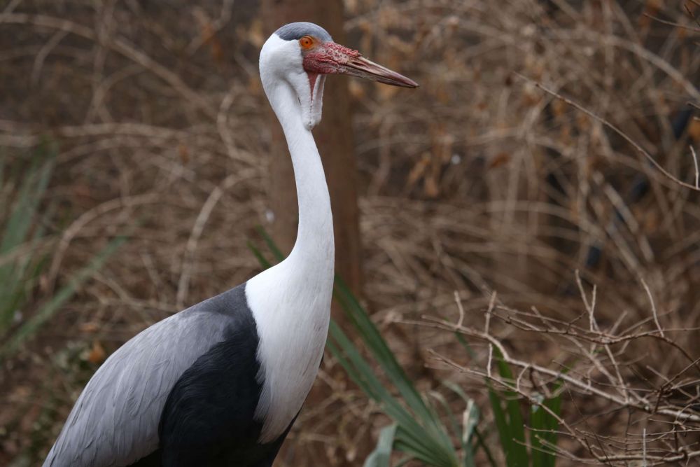 Burung Langka Cantik Dan Eksotis Yang Berasal Dari Afrika