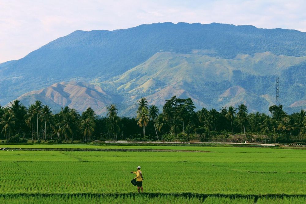 5 Alasan Mengapa Orang Indonesia Belum Kenyang Jika Tak Makan Nasi