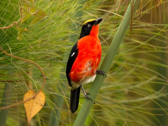 Burung Langka Cantik Dan Eksotis Yang Berasal Dari Afrika