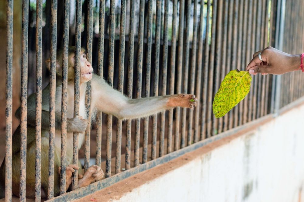 5 Tips when Taking Children on a Picnic to the Zoo