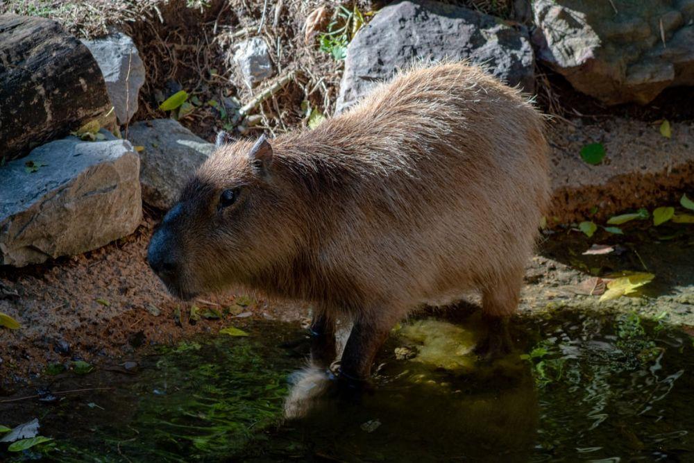 ilustrasi capybara (unsplash.com/Joshua J. Cotten)