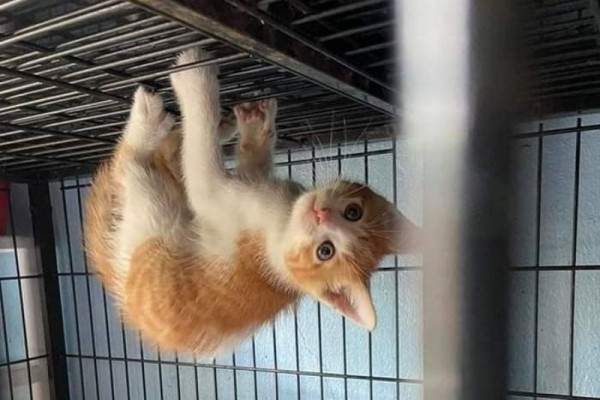 10 Kelakuan Ajaib Kucing, Panjat Jendela hingga Tembok!