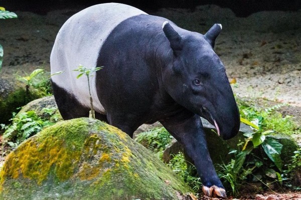 Ada di Sumatra, Ini 9 Fakta Menarik Tapir Asia