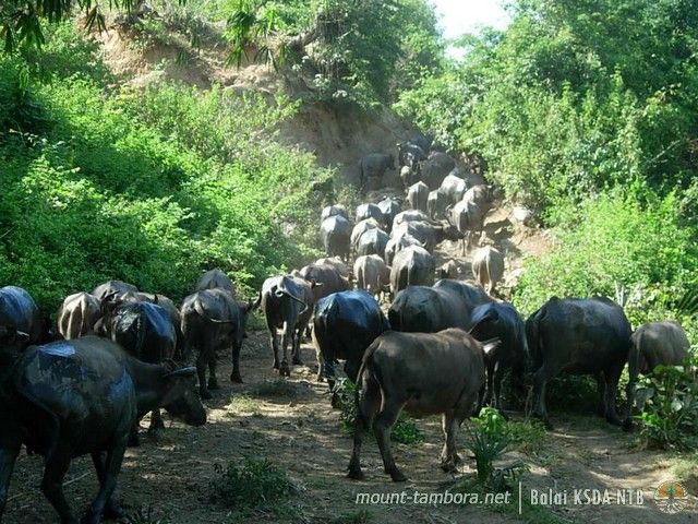 Jaksa Temukan Indikasi Penyimpangan pada Proyek Jalan TWA Gunung Tunak