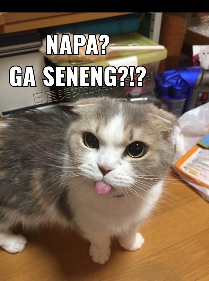 15 Meme Kucing Kocak yang Bikin Ngakak Sekaligus Gemes