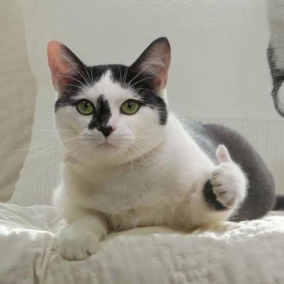 15 Meme Kucing Kocak yang Bikin Ngakak Sekaligus Gemes