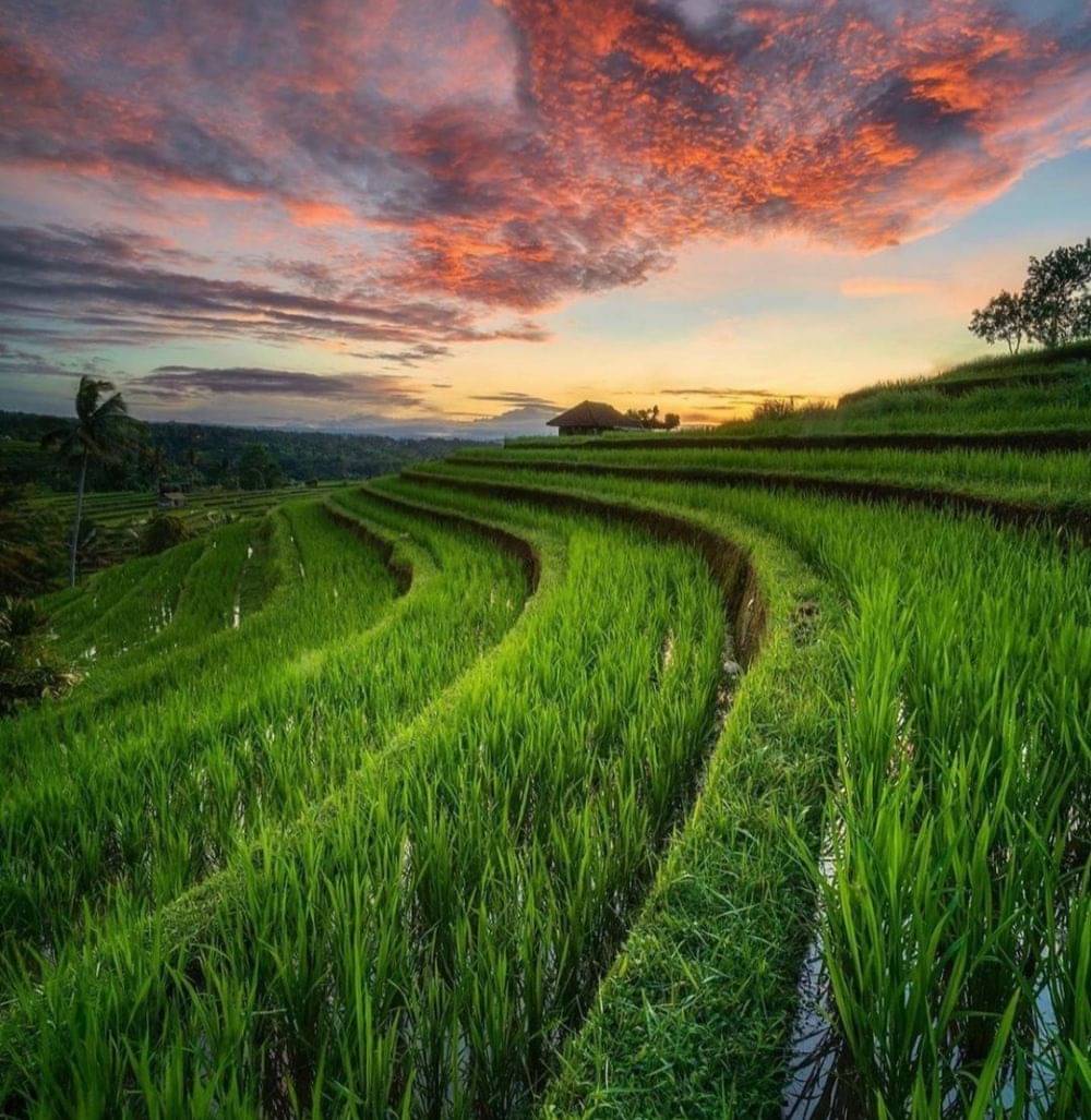 Informasi Wisata Jatiluwih Rice Terrace Bali