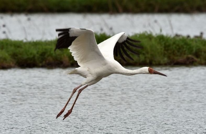 5 Fakta Unik Siberian Crane, Spesies Bangau Bersifat Setia