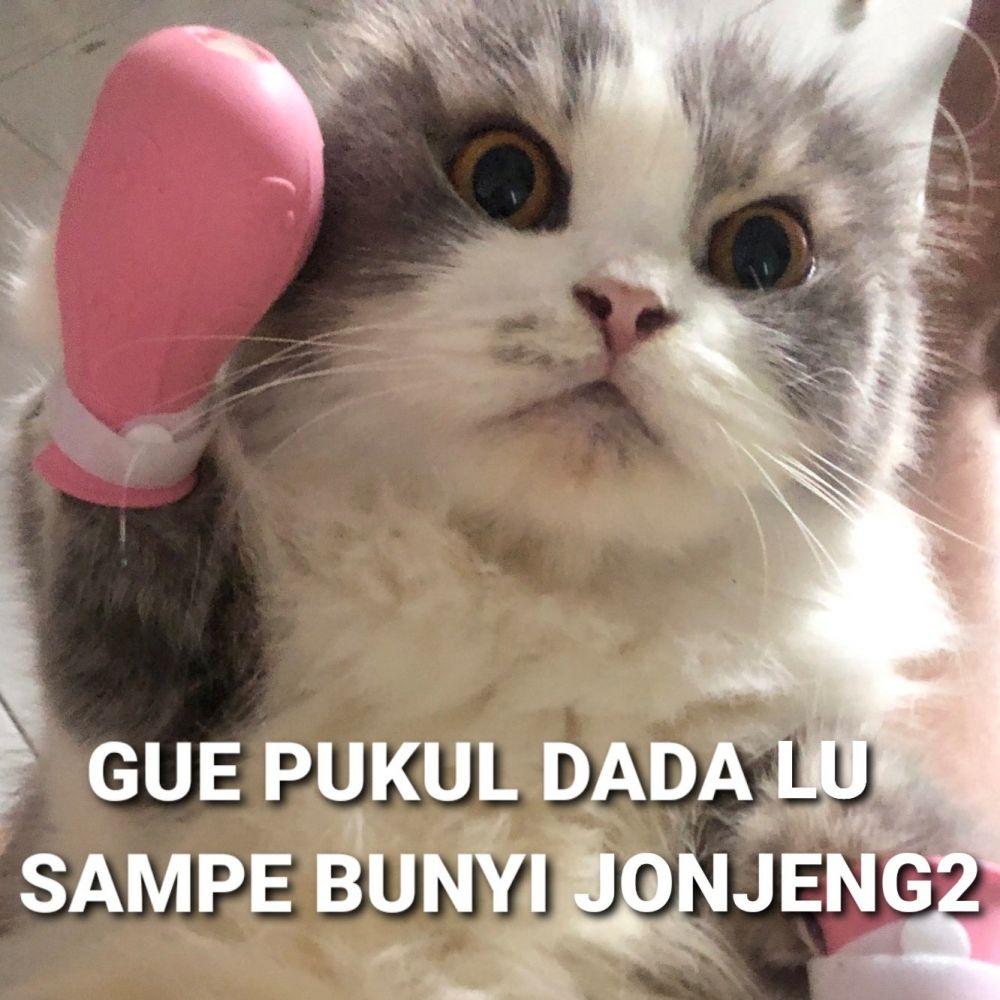 15 Meme Kucing Kocak yang Bikin Ngakak Sekaligus Gemes