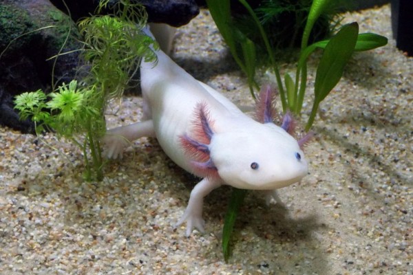 5 Keunikan Axolotl Amfibi yang Tetap Bertahan dengan Insang Eksternal