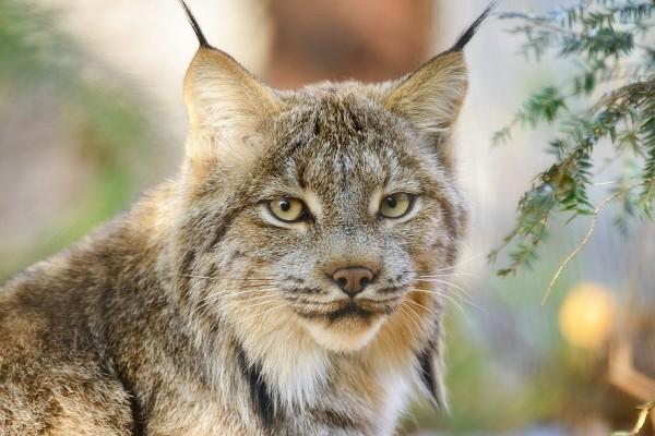 9 Fakta Lynx Kanada, si Kucing Cantik Penghuni Hutan Salju