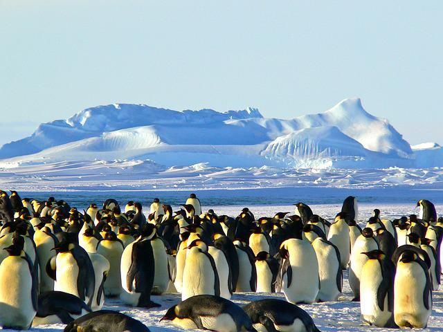 5 Fakta Penguin Kaisar, si Burung Tak Bisa Terbang yang Jago Menyelam