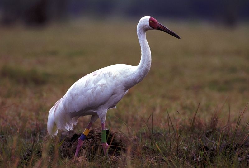 5 Fakta Unik Siberian Crane, Spesies Bangau Bersifat Setia