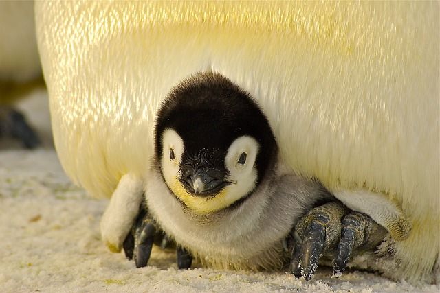 5 Fakta Penguin Kaisar, si Burung Tak Bisa Terbang yang Jago Menyelam