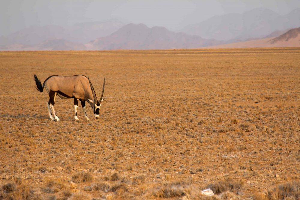 5 Fakta Unik Gemsbok, Mamalia Besar Afrika Hobi Berpoligami