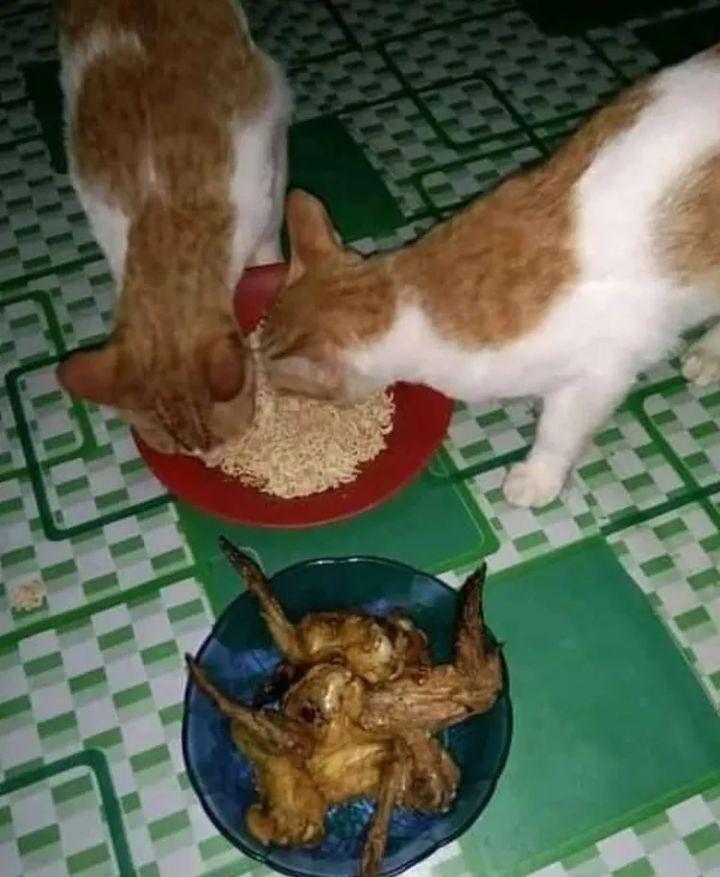 Memberikan Makan Kepada Binatang Peliharaan Seperti, Kucing, Ayam Dan Lainnya Termasuk ....