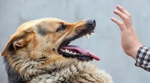 Ada 55 Korban Gigitan Anjing Rabies di Dompu Selama Tiga Bulan