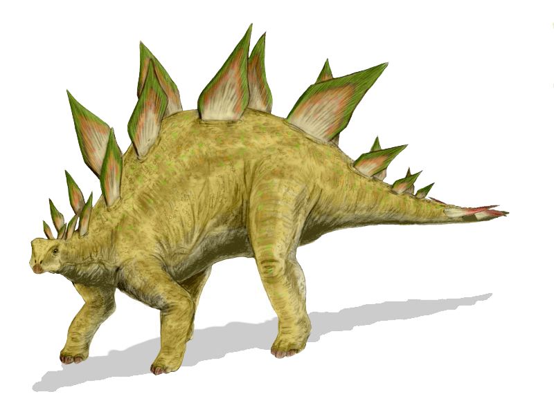 ilustrasi stegosaurus (commons.wikimedia.org/Nobu Tamura) .