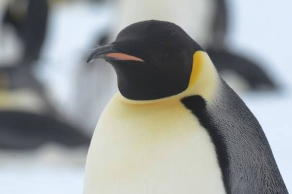 5 Fakta Penguin Kaisar, Burung Yang Jago Menyelam