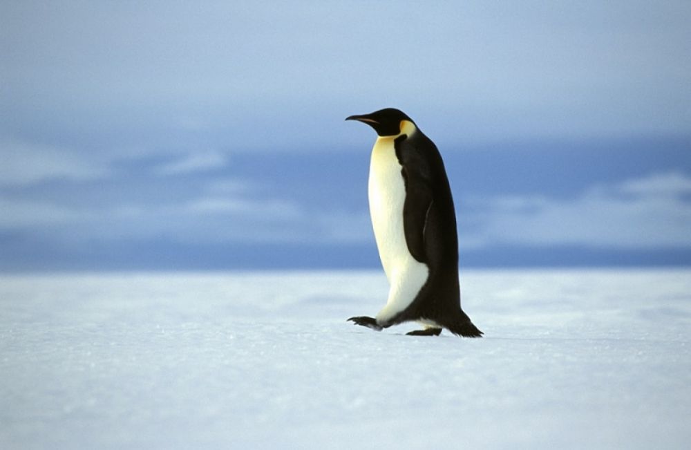 5 Fakta Penguin Kaisar, Burung yang Jago Menyelam