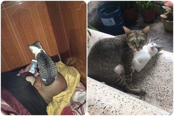 10 Potret Kelakuan Kucing yang Sukses Bikin Gregetan, Gemas!