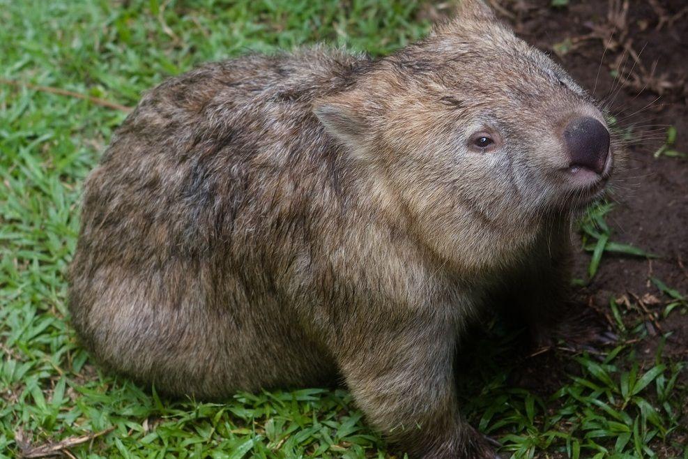 9 Fakta Unik Wombat, Bisa Keluarkan Puluhan Kotoran per Hari