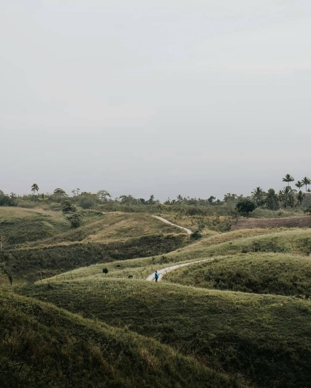 10 Potret Bukit Teletubbies, Bukit Hijau Eksotis di Luwuk